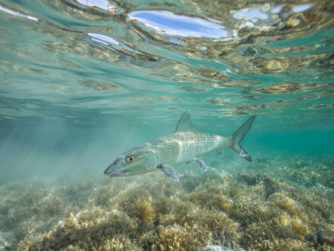Bonefish in the Bahamas