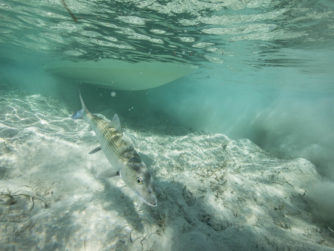 Bonefish release - Bair's Lodge - Bahamas