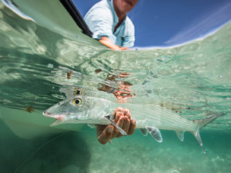 Bonefish release - Bair's Lodge - Bahamas