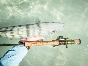 Species equipment big bonefish closeup scaled