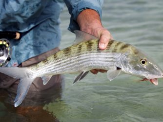 The Fishing bonefish close up PH MARCOS FURER scaled